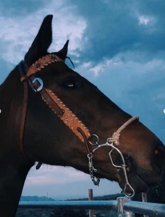 2012-CP 1-1/2" Straight cowboy browband headstall wide cut rough out chocolate leather with whip lace and spots