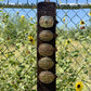 Trophy Buckle Holder | Wild Rose Chocolate