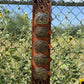 Trophy Buckle Holder | Sunflower
