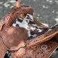 El pinto (Two-toned leather w/ Cheyanne roll) Barrel Saddle