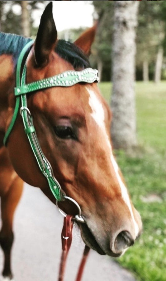 2037-JQ 1-1/2" Scalloped browband headstall turquoise leather with border shell tooling, crystals, and spots
