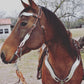 2117-J8 1-1/2" Wave browband headstall chocolate leather holographic overlay with crystals and spots