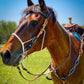 2037-JGA 1-1/2" Scalloped browband headstall golden leather black gator overlay with crystals and spots